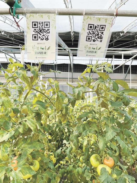 智慧大棚工人通過掃描二維碼，便可查詢當(dāng)前的作業(yè)情況。《中國(guó)新聞》報(bào) 魏寒冰 攝